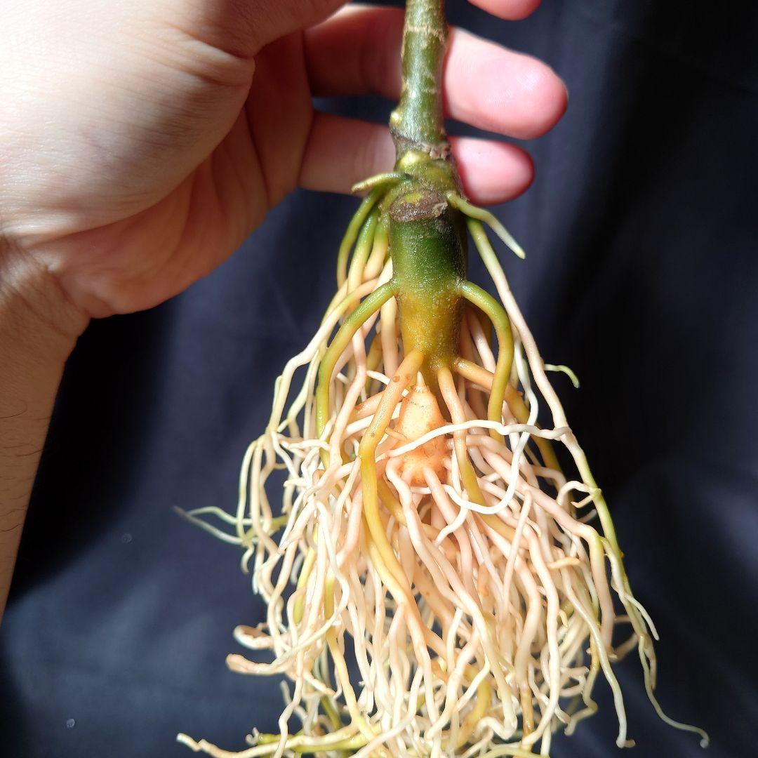 05 アグラオネマ　ピクタム　トリカラー　アンダマン　ポートブレア便　北部地域産