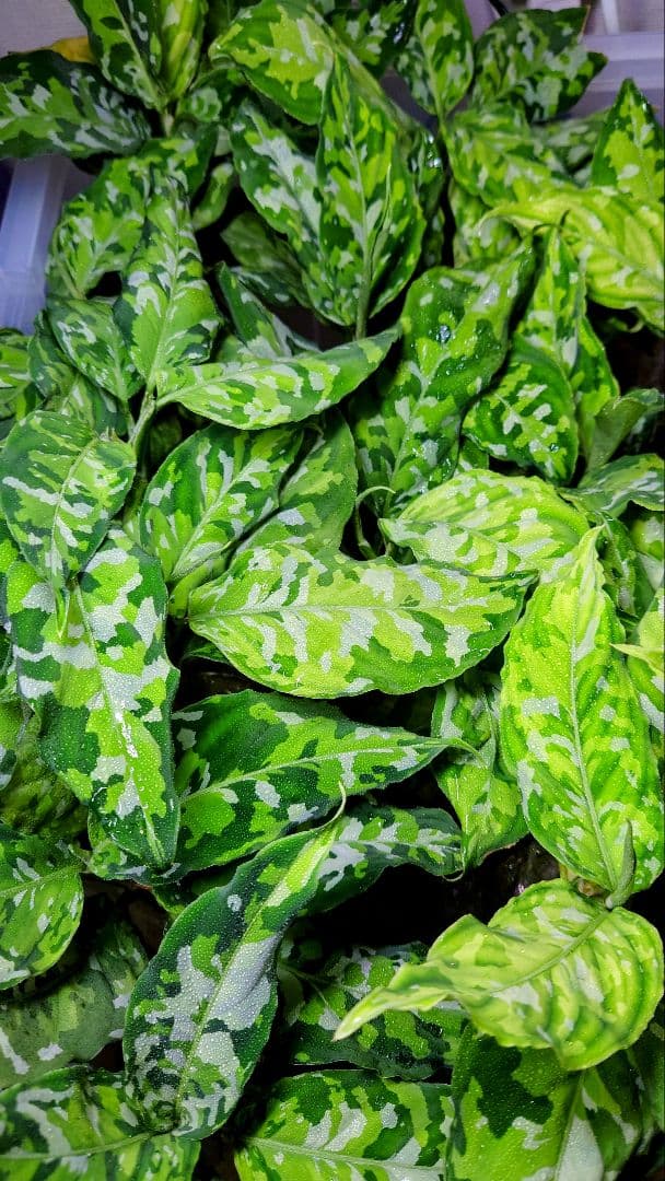 05 アグラオネマ　ピクタム　トリカラー　アンダマン　ポートブレア便　北部地域産