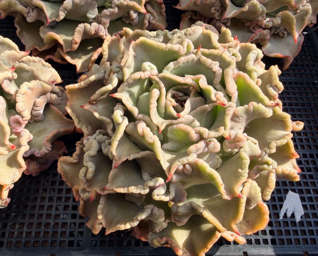 新種　マディバxバレリーナ　厳選超大株　発根済み　レア種 多肉植物 エケベリア