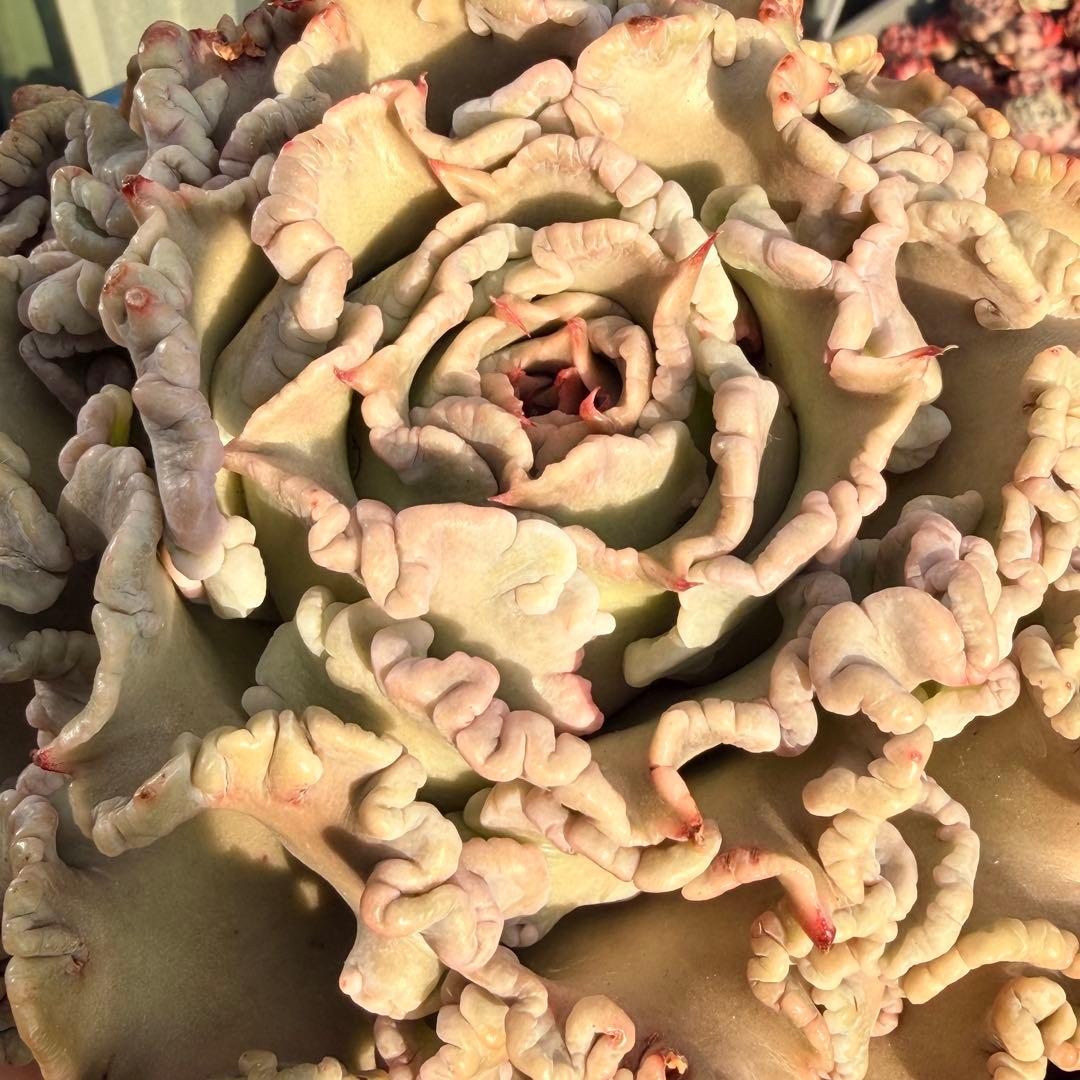 新種　マディバxバレリーナ　厳選超大株　発根済み　レア種 多肉植物 エケベリア