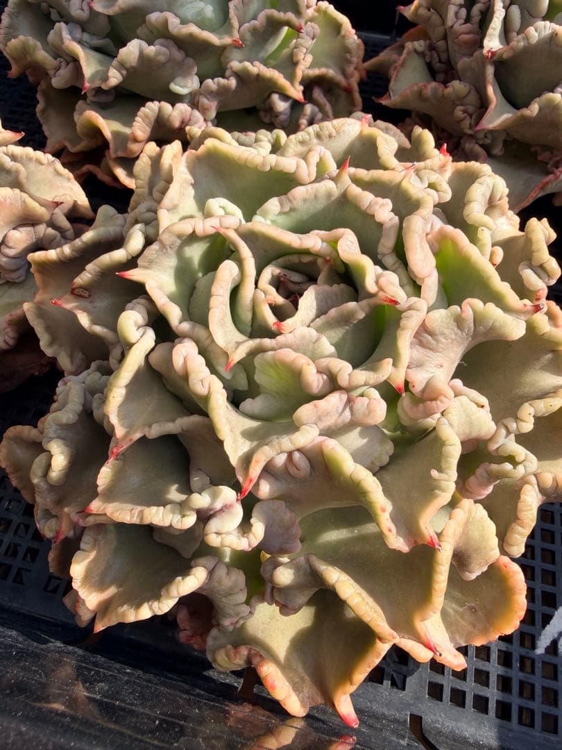 新種　マディバxバレリーナ　厳選超大株　発根済み　レア種 多肉植物 エケベリア