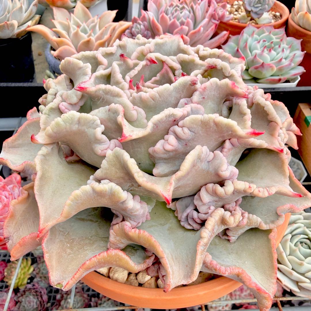 新種　マディバxバレリーナ　厳選超大株　発根済み　レア種 多肉植物 エケベリア