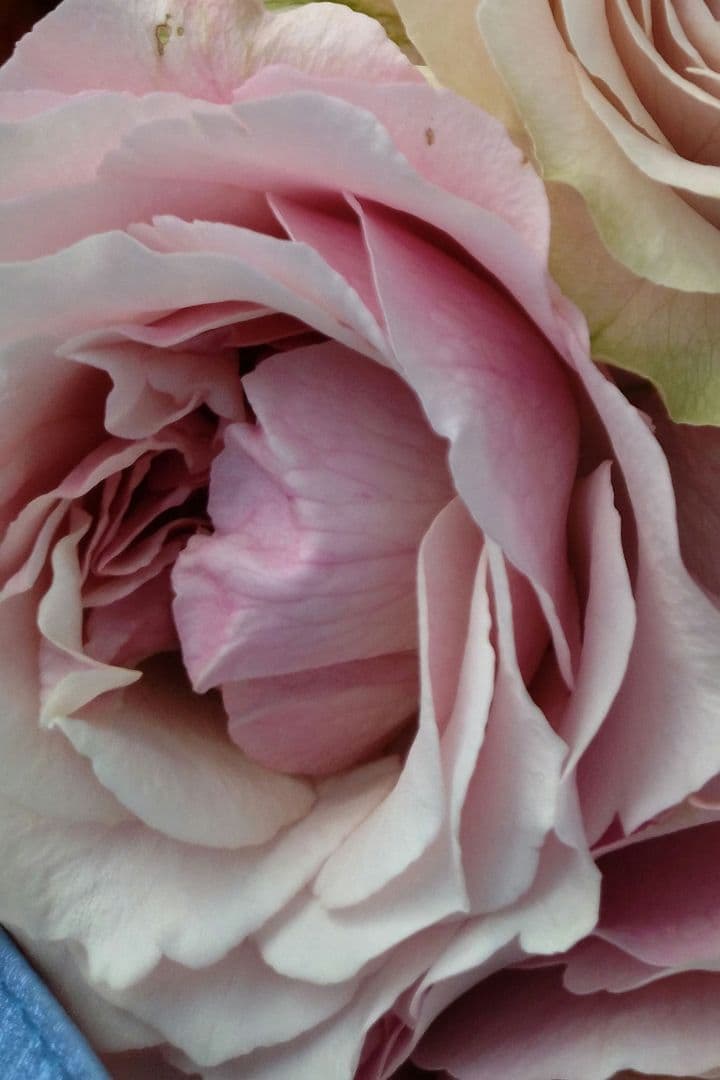 入手困難/切花品種　バラ苗　接木新苗☆