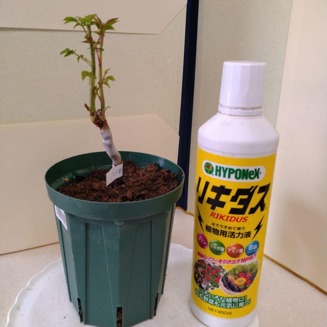 入手困難/切花品種　バラ苗　接木新苗☆