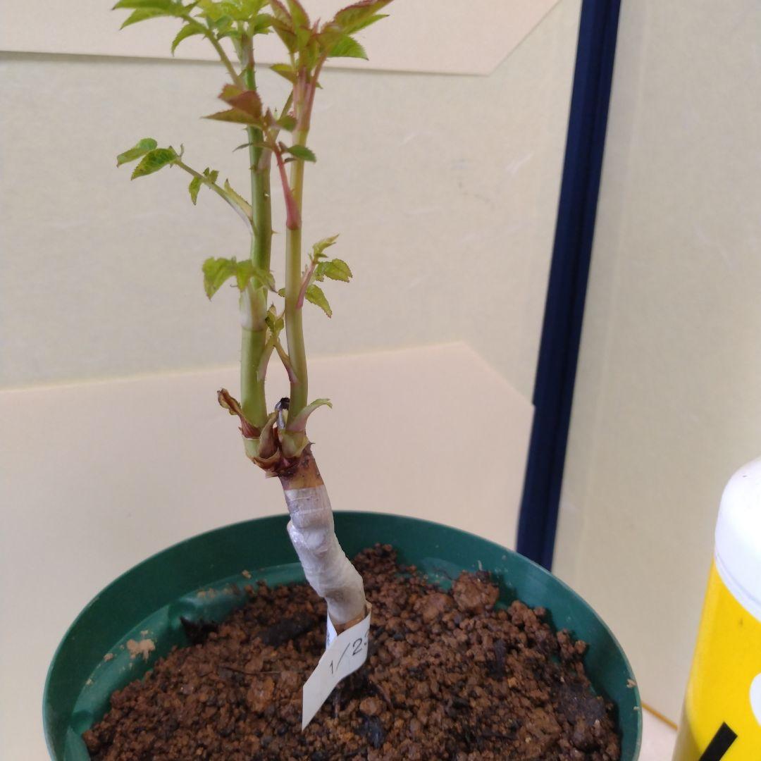 入手困難/切花品種　バラ苗　接木新苗☆