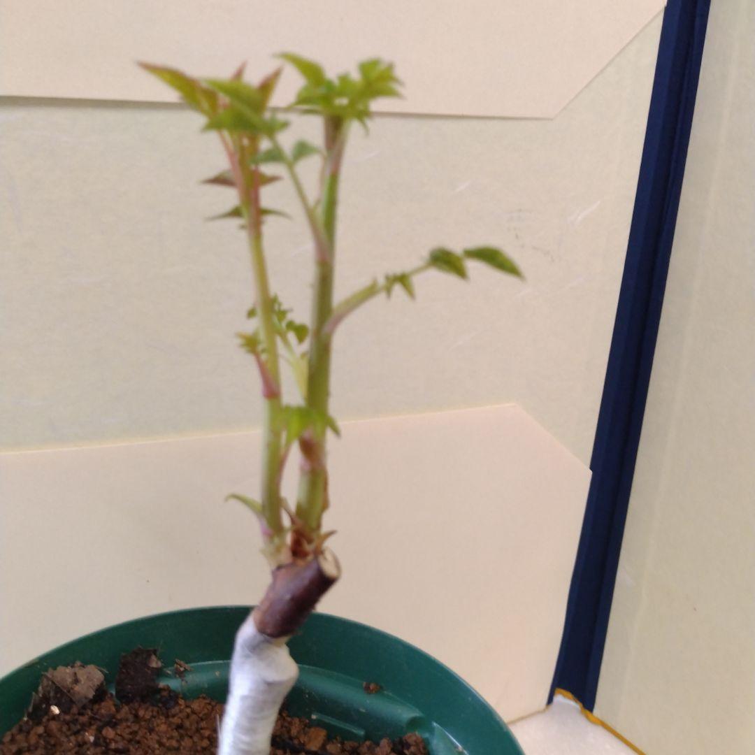 入手困難/切花品種　バラ苗　接木新苗☆