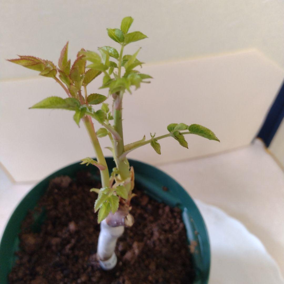 入手困難/切花品種　バラ苗　接木新苗☆