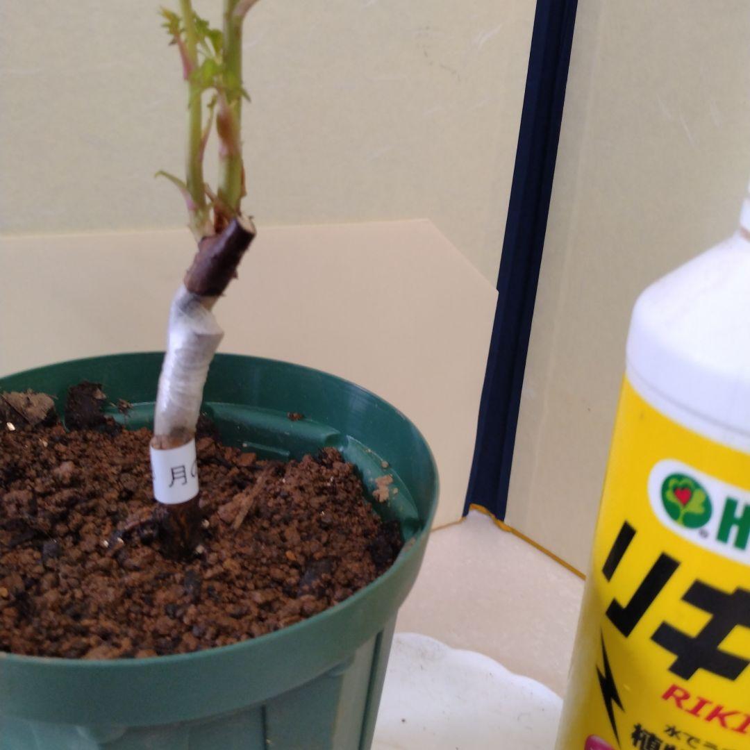 入手困難/切花品種　バラ苗　接木新苗☆