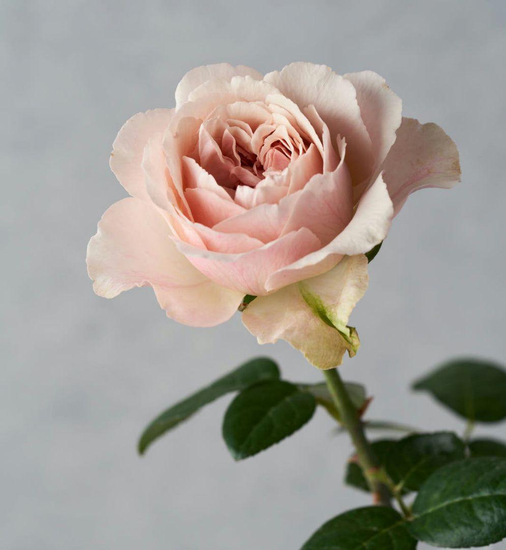 入手困難/切花品種　バラ苗　接木新苗☆