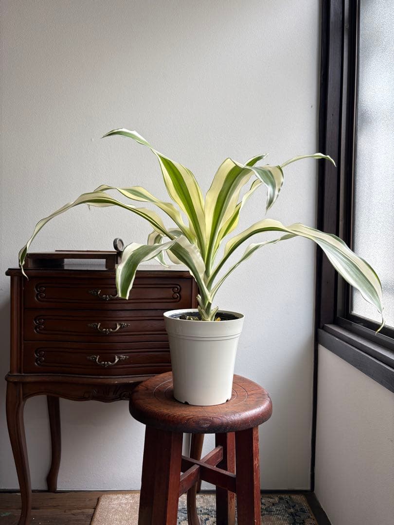 ドラセナ スノーホワイト 5号