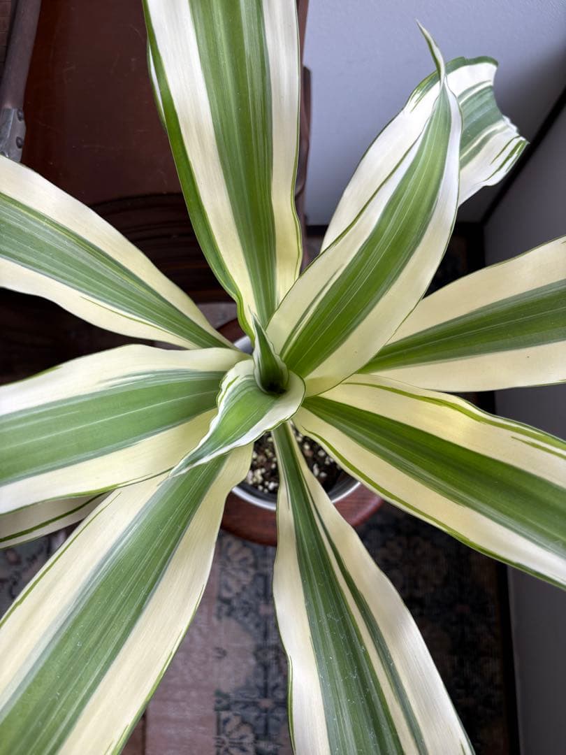 ドラセナ スノーホワイト 5号