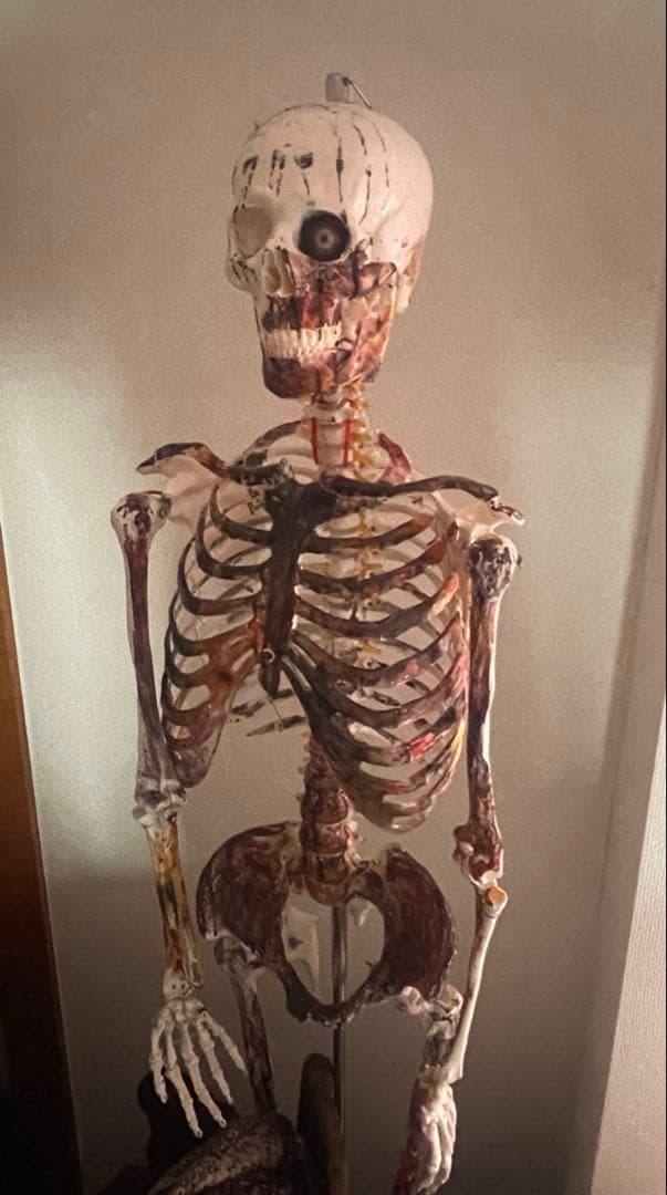 骸骨 等身大マネキン 180cm かわいい cute