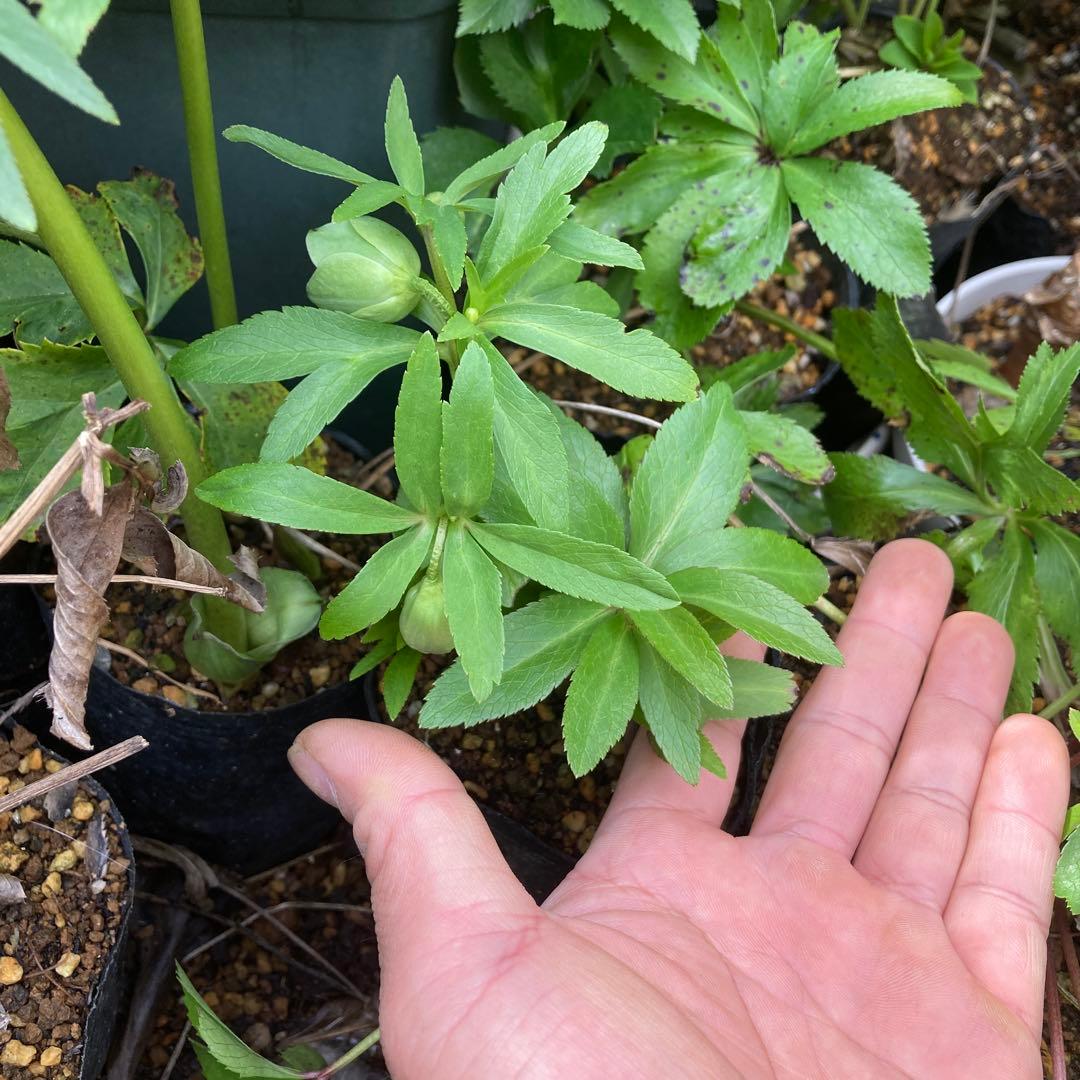 クリスマスローズ　小輪多花　緑　へんてこ　株分け前提