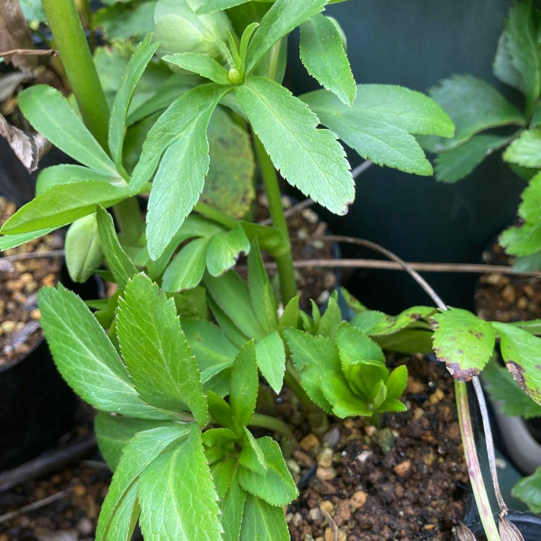 クリスマスローズ　小輪多花　緑　へんてこ　株分け前提