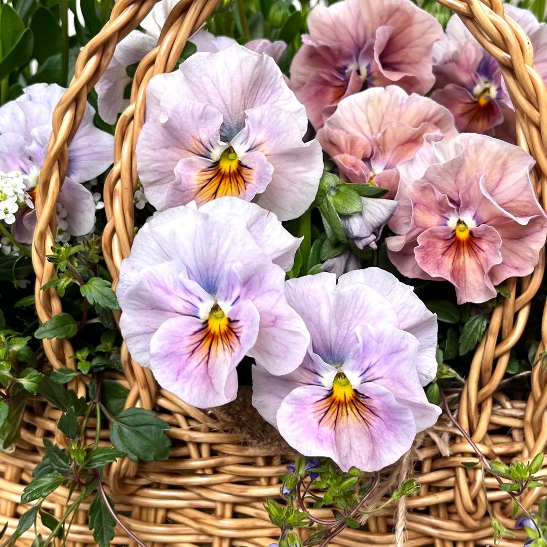 大人可愛い春色＊籠寄せ植え＊