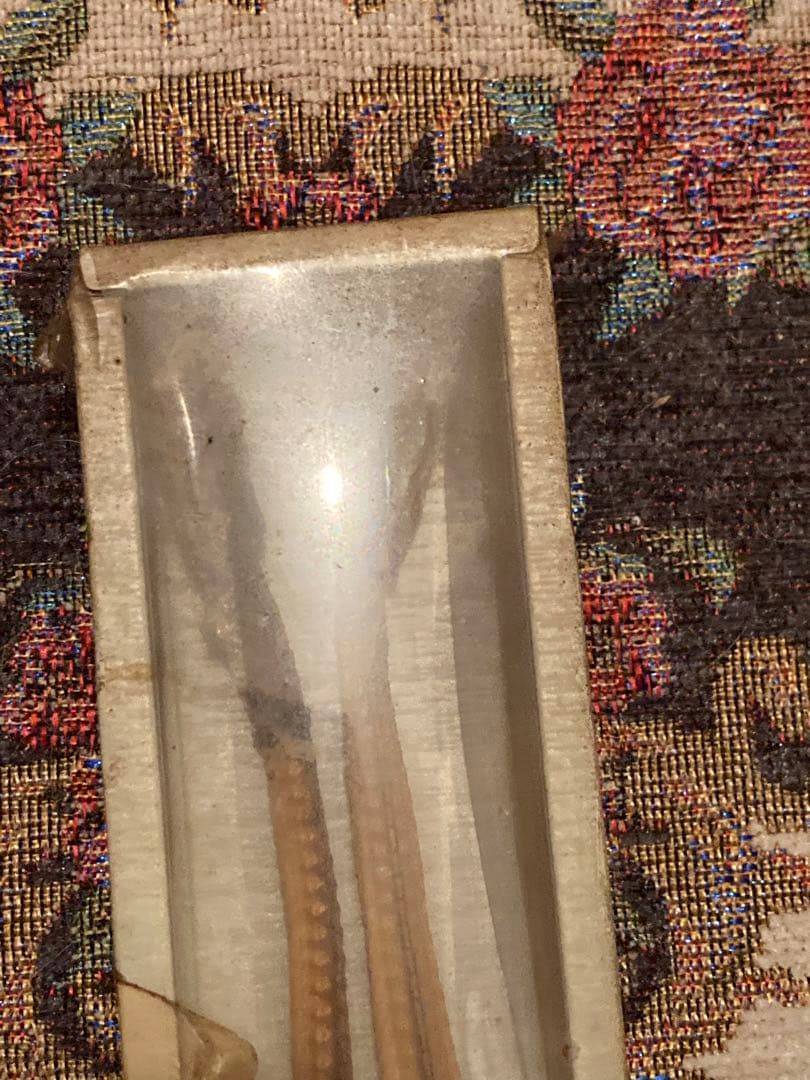 まむし2匹の乾燥品　標本