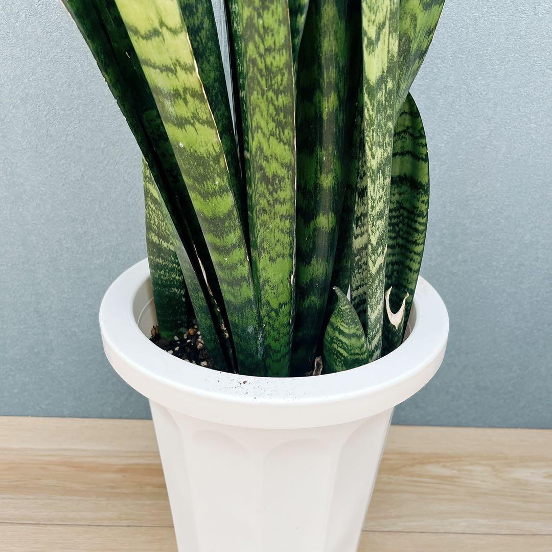［現品］1番　サンスベリア　ゼラニカ　8号　観葉植物　室内　レア　おしゃれ