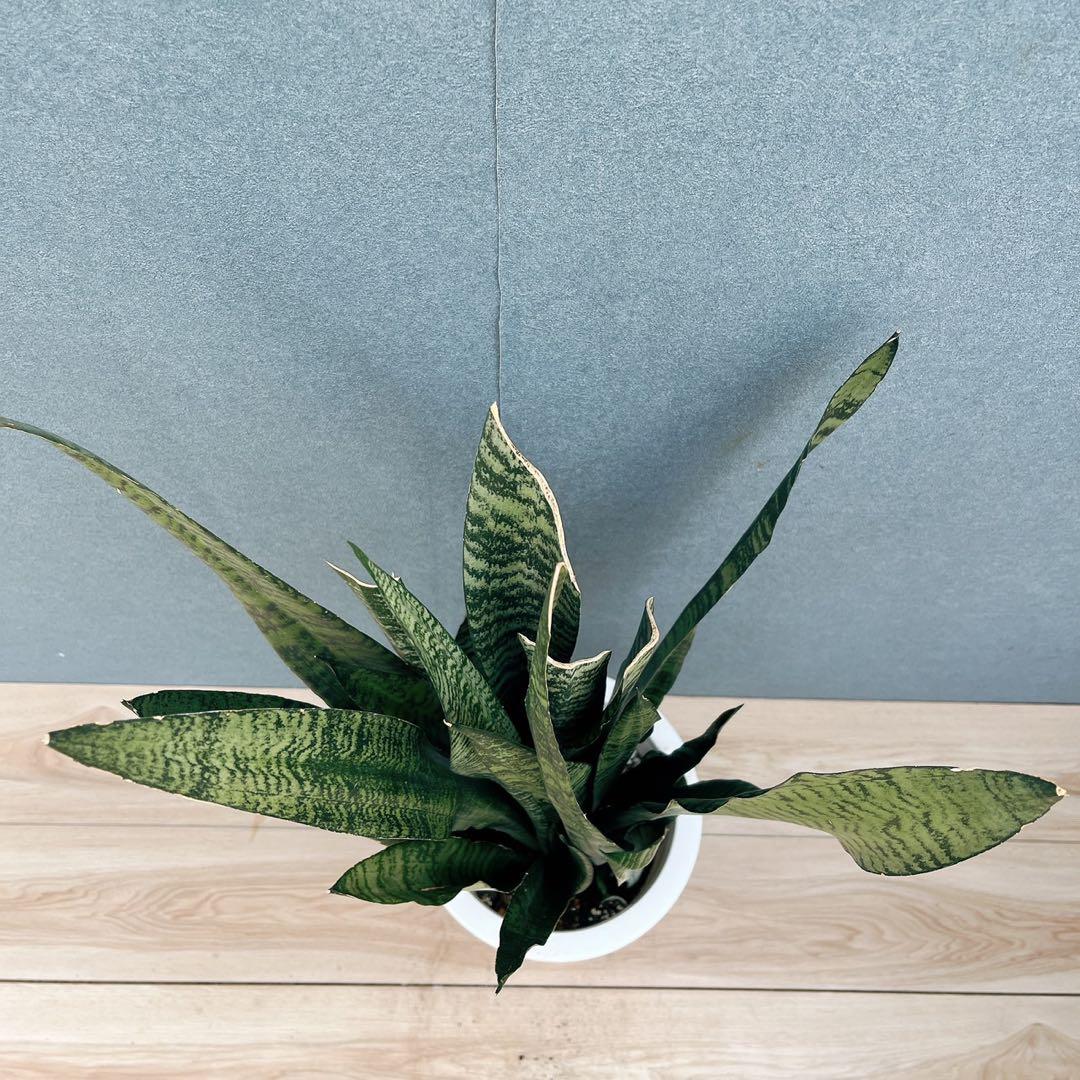 ［現品］1番　サンスベリア　ゼラニカ　8号　観葉植物　室内　レア　おしゃれ