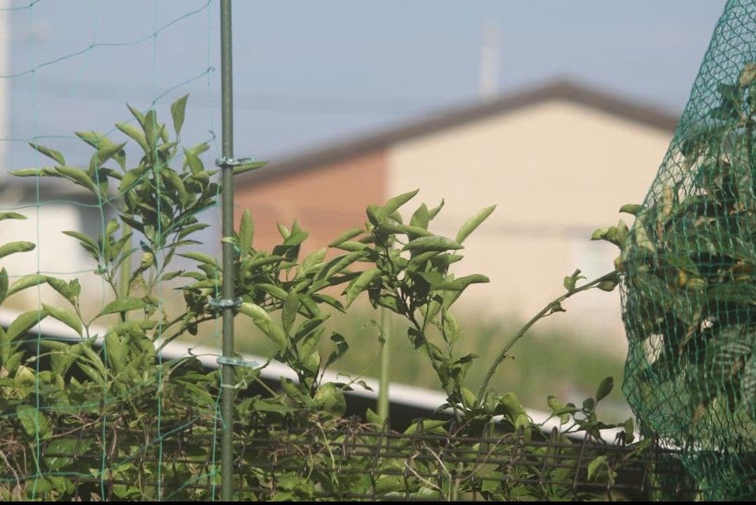 【あ 】シグマ APO 150-500mm F5-6.3 DG キャノン用