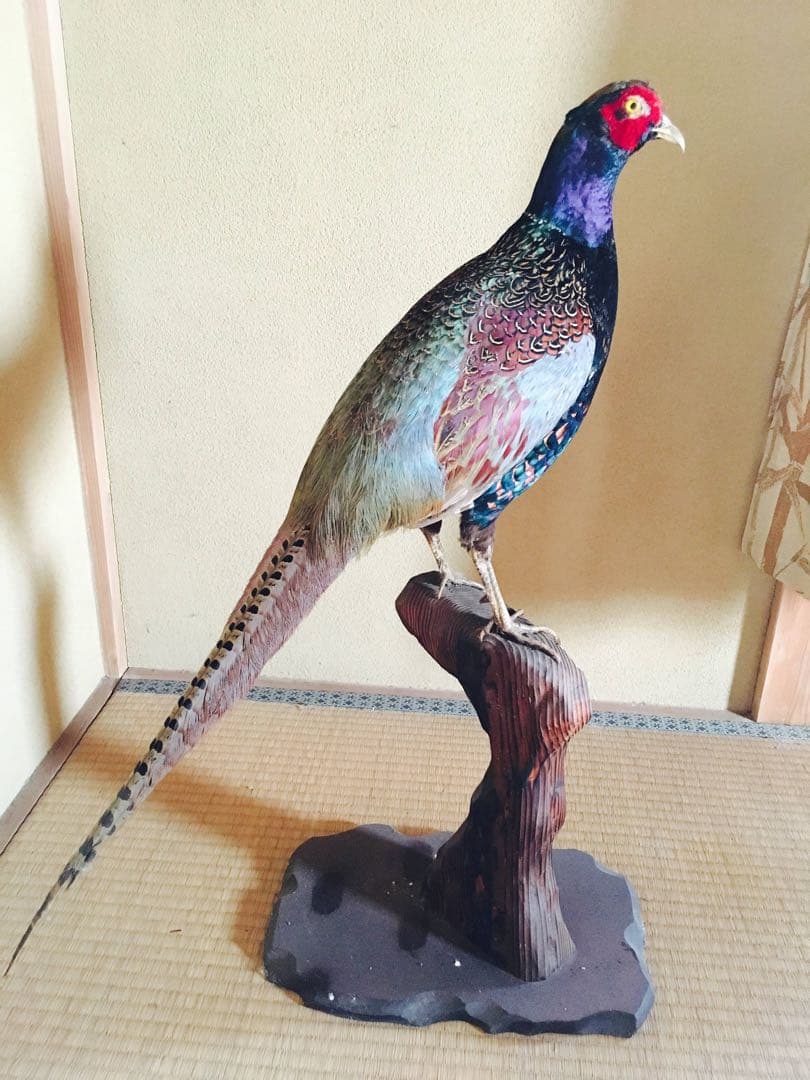 キジ　剥製　関東お届け　鳥