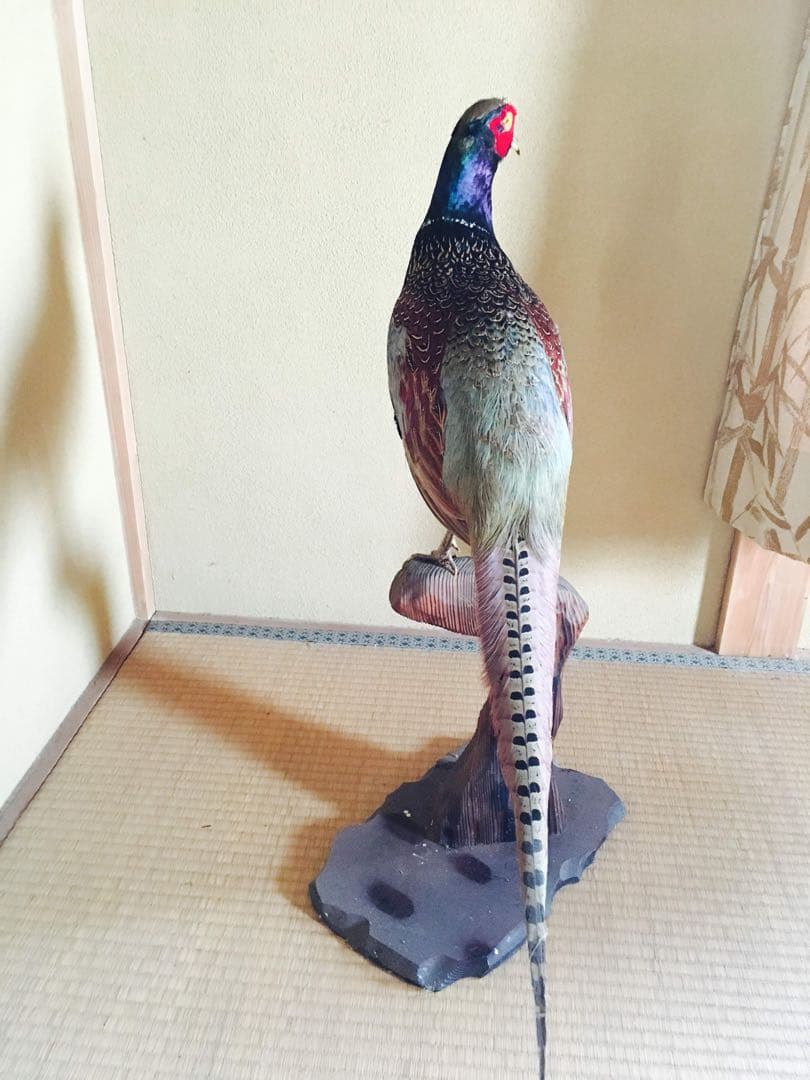 キジ　剥製　関東お届け　鳥