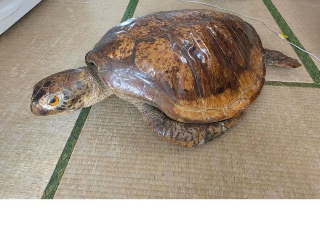 アオウミガメ（亀）はく製/剥製 希少野生動植物種登録表あり