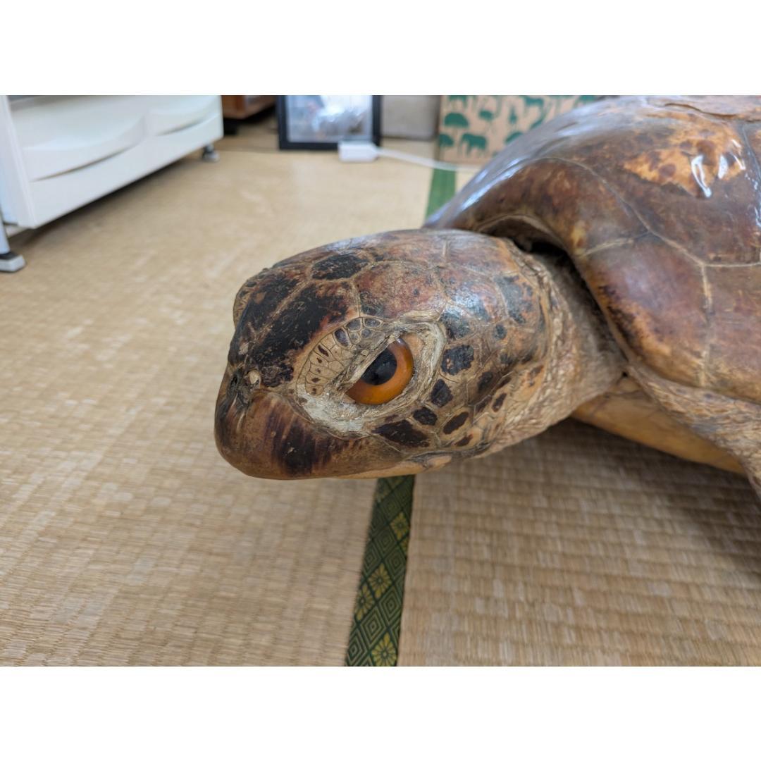 アオウミガメ（亀）はく製/剥製 希少野生動植物種登録表あり