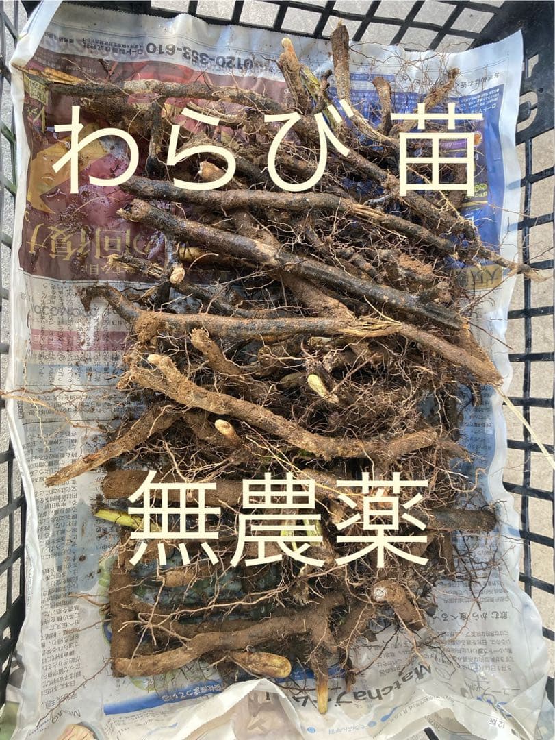 わらび　苗　100本