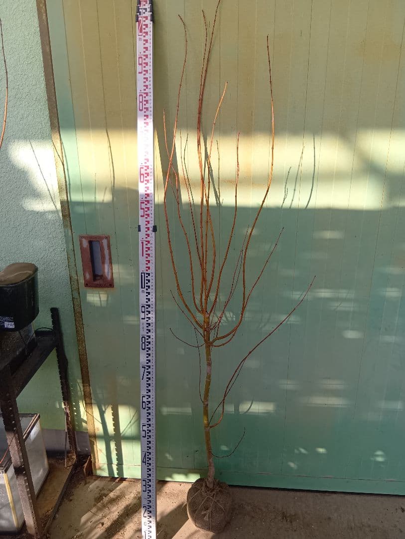 カツラモミジ（高さ１メイトル）