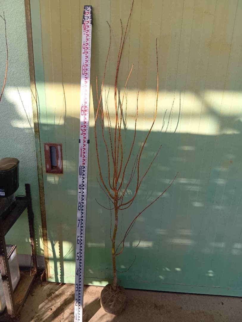 カツラモミジ（高さ１メイトル）