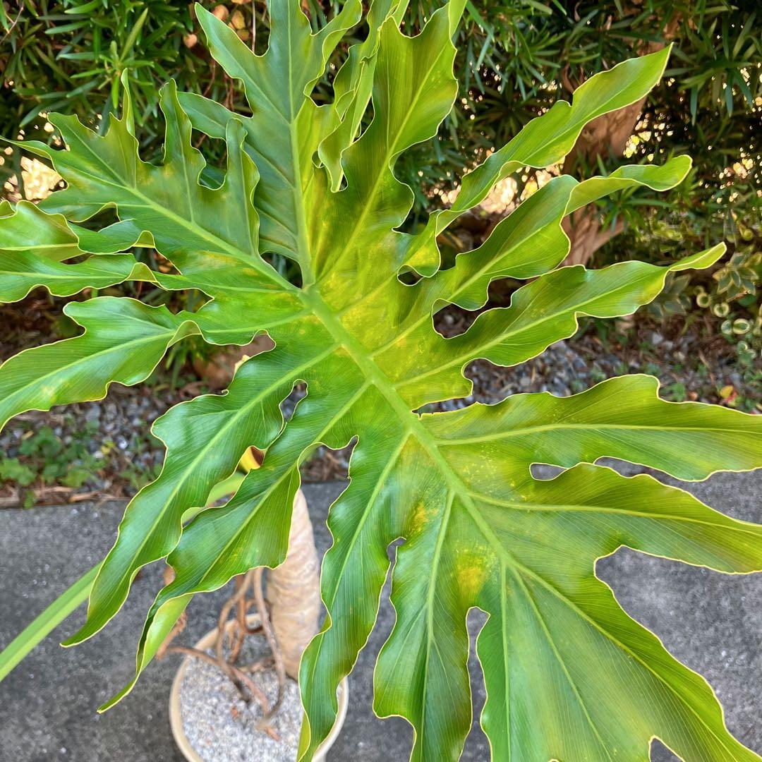 フィロデンドロン セローム 鉢付き