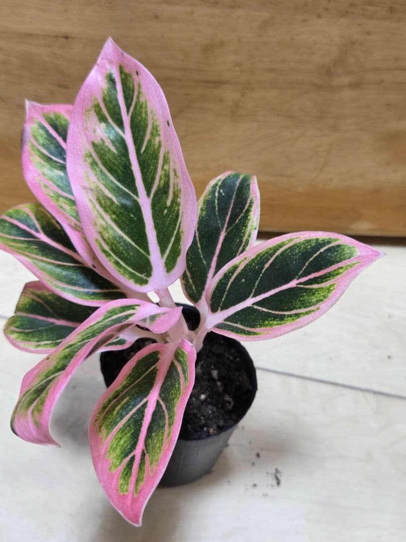 1点　アグラオネマ　ロータスデライト　小さめ　観葉植物