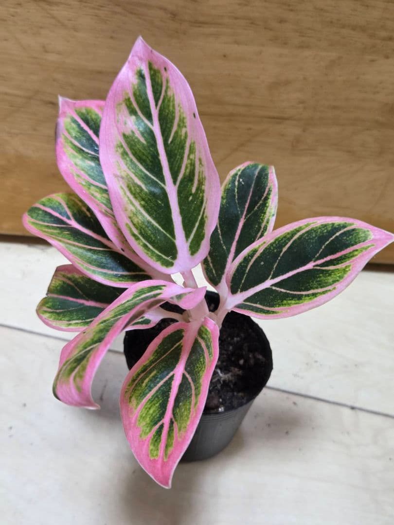 1点　アグラオネマ　ロータスデライト　小さめ　観葉植物