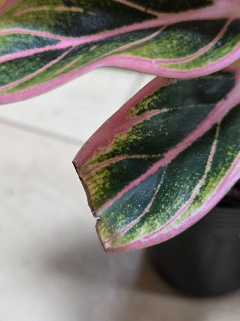 1点　アグラオネマ　ロータスデライト　小さめ　観葉植物