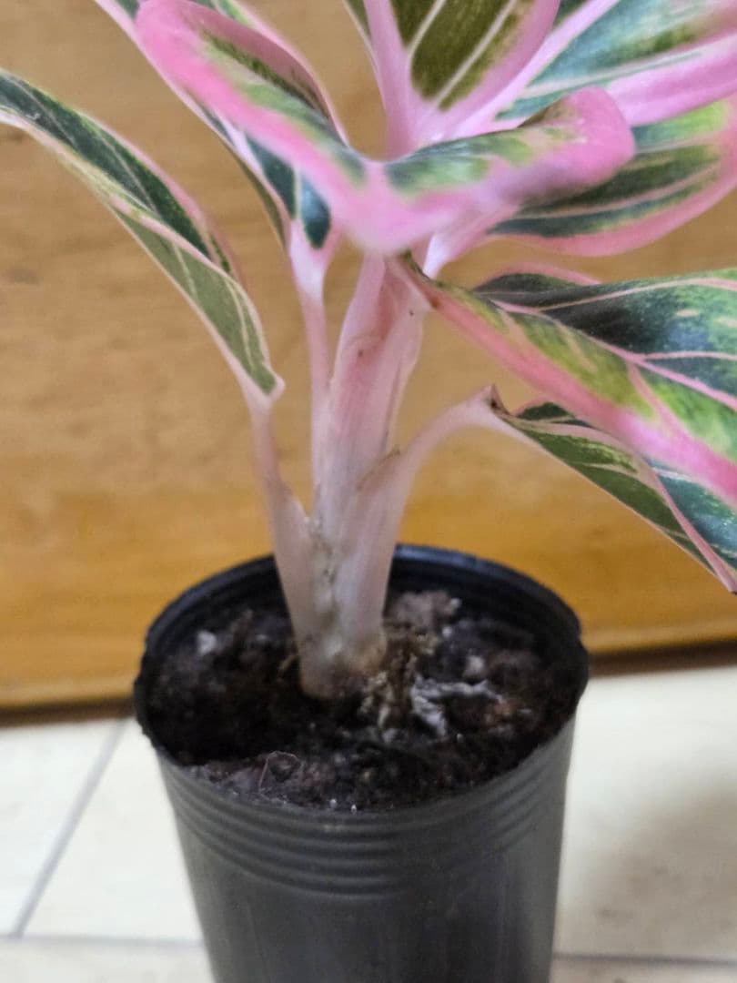 1点　アグラオネマ　ロータスデライト　小さめ　観葉植物