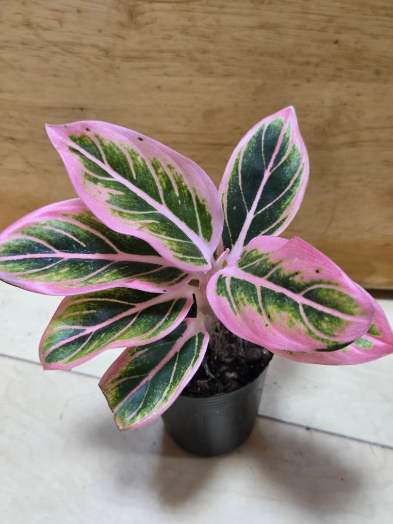 1点　アグラオネマ　ロータスデライト　小さめ　観葉植物
