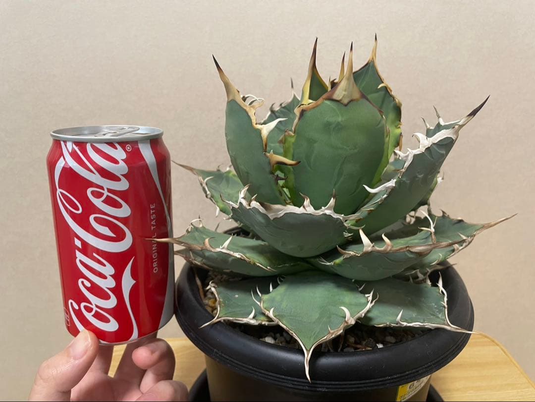 中型アガベ