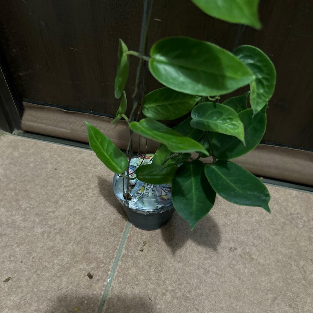 花座付きHOYA inflata