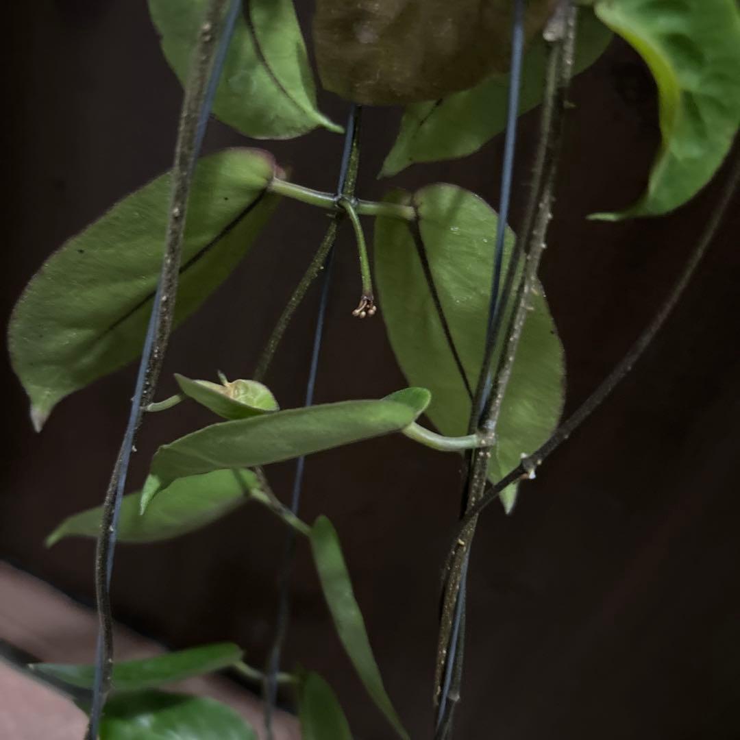 花座付きHOYA inflata