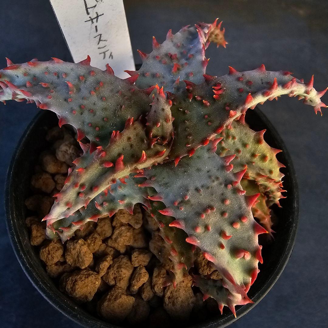 ロウルサンコさんラベル付き☆多肉植物 アロエ ブラッドサースティー