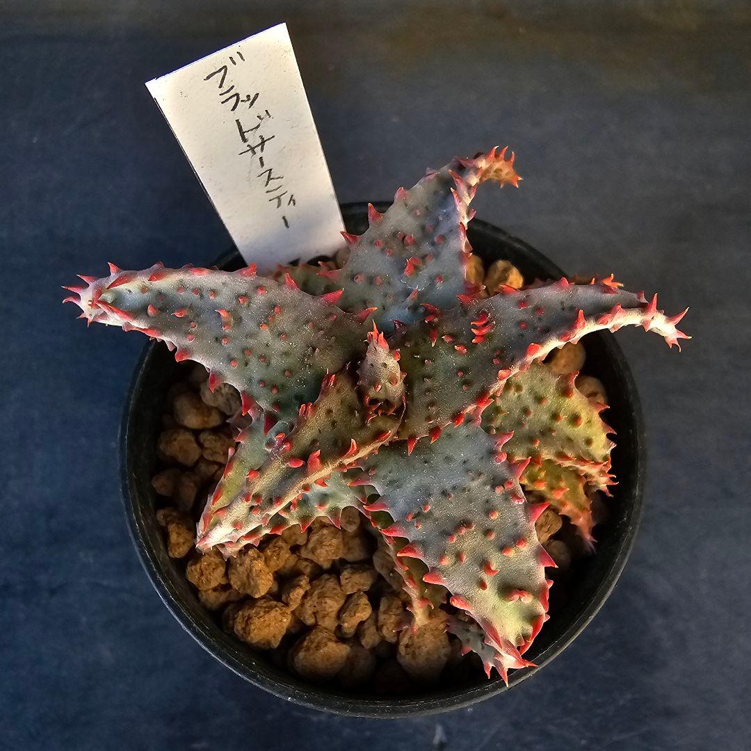 ロウルサンコさんラベル付き☆多肉植物 アロエ ブラッドサースティー
