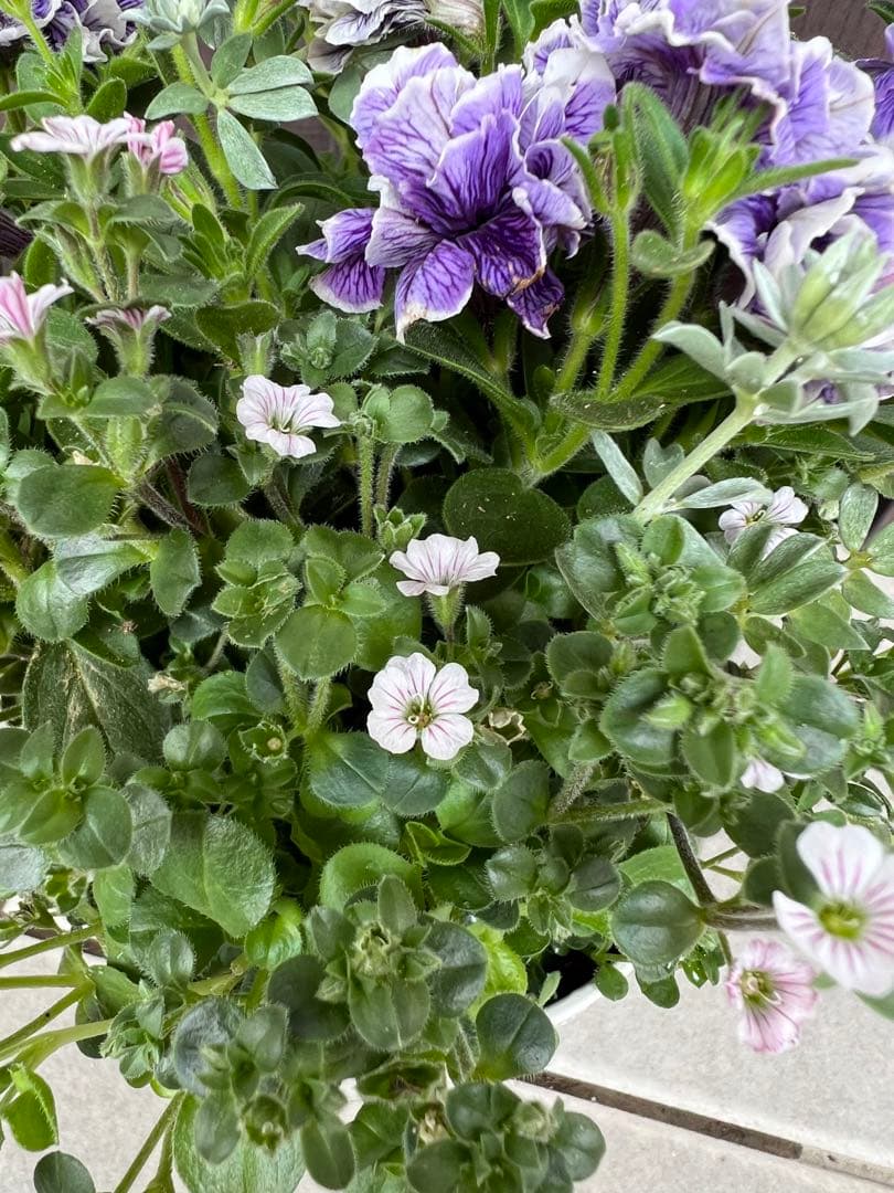 母の日にも♪ 寄せ植え　花■ペチュニアのミニ寄せ植え