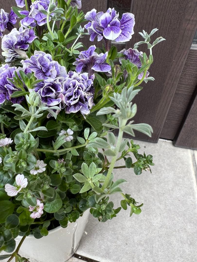 母の日にも♪ 寄せ植え　花■ペチュニアのミニ寄せ植え