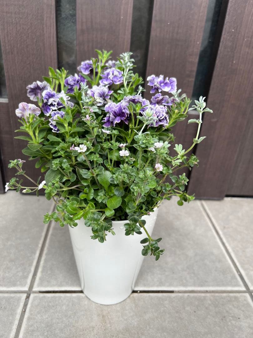母の日にも♪ 寄せ植え　花■ペチュニアのミニ寄せ植え