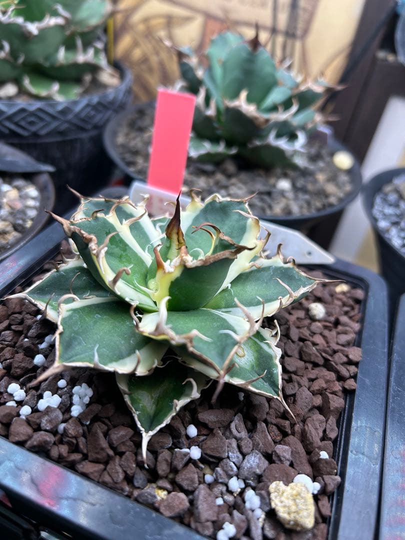 アガベ　チタノタ　シーザー　永久斑