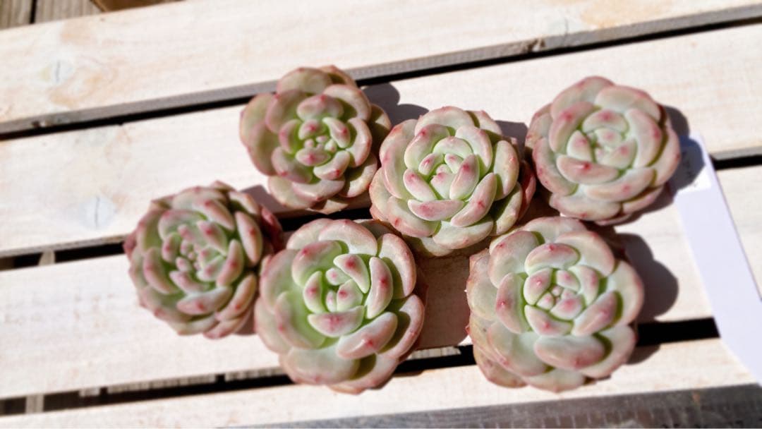 韓国苗No.12 丸葉アリエル（カット苗）690円　かわいい系