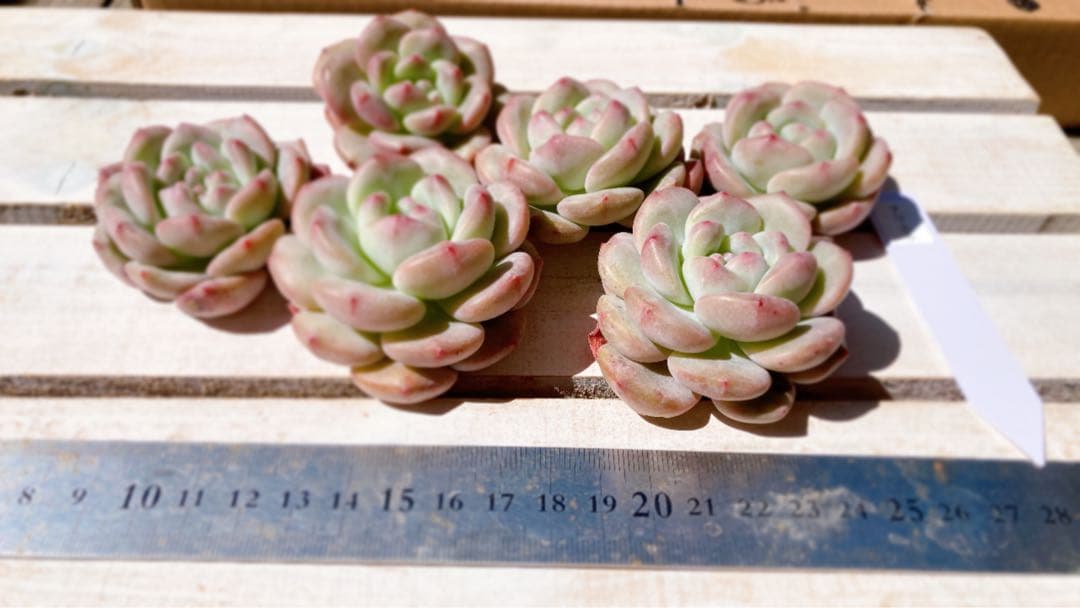 韓国苗No.12 丸葉アリエル（カット苗）690円　かわいい系