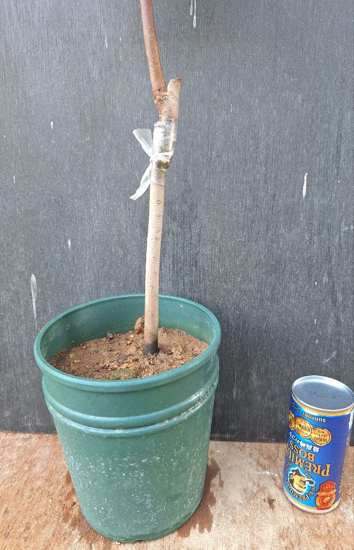 ポポー　苗木　【宝珠】