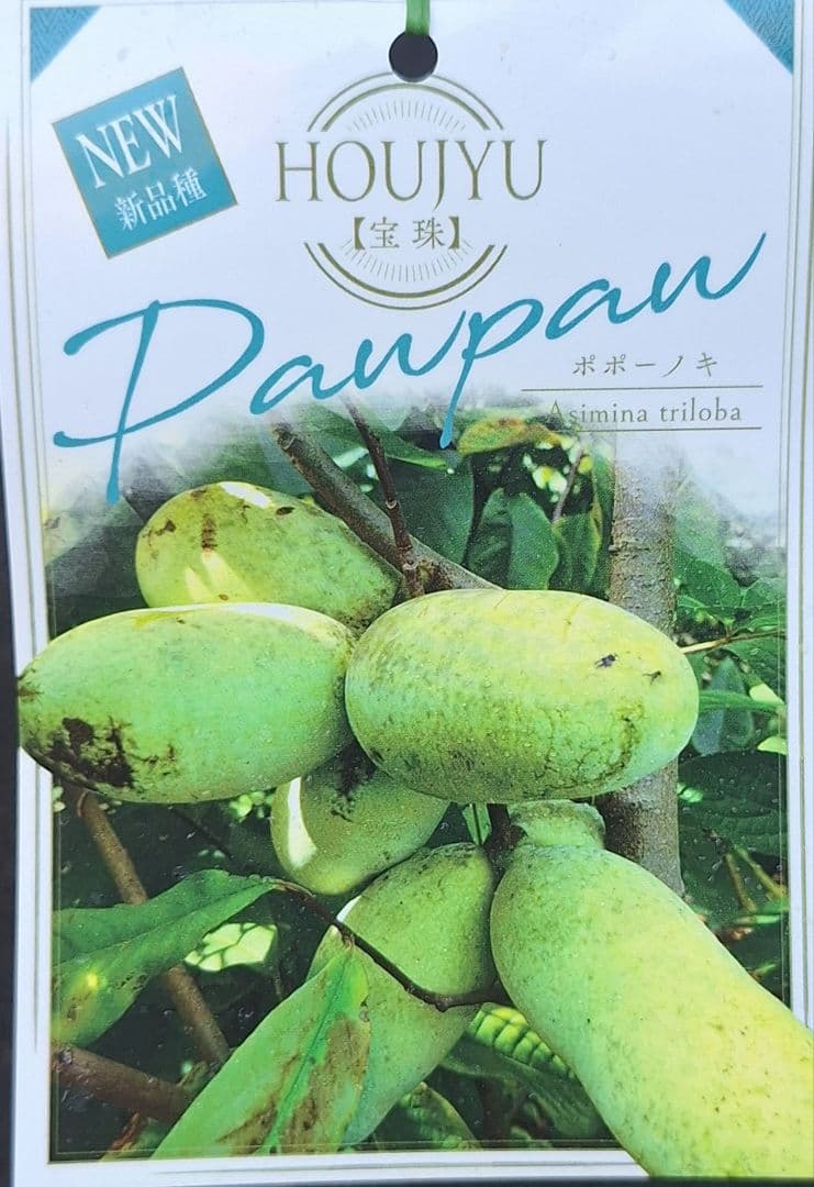 ポポー　苗木　【宝珠】