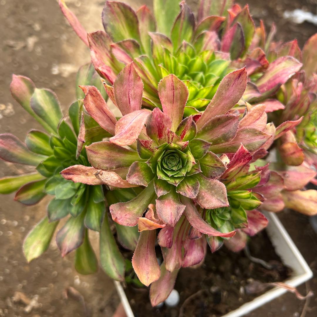 多肉植物。 知否法师錦抜き苗8頭